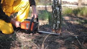 Best Seasonal Cleanup (Spring/Fall)  in West Sacramento, CA