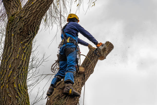 Professional Tree Removal in West Sacramento, CA