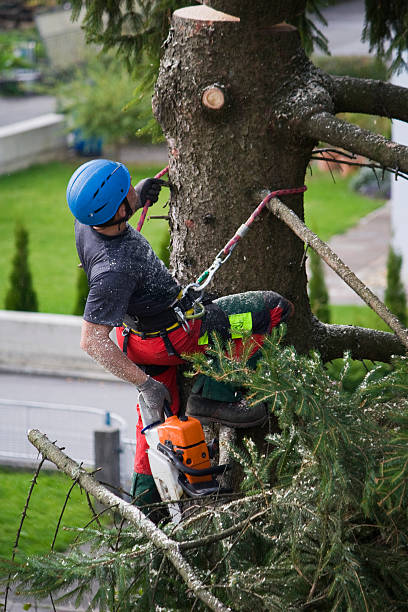 Best Lawn Watering Services  in West Sacramento, CA